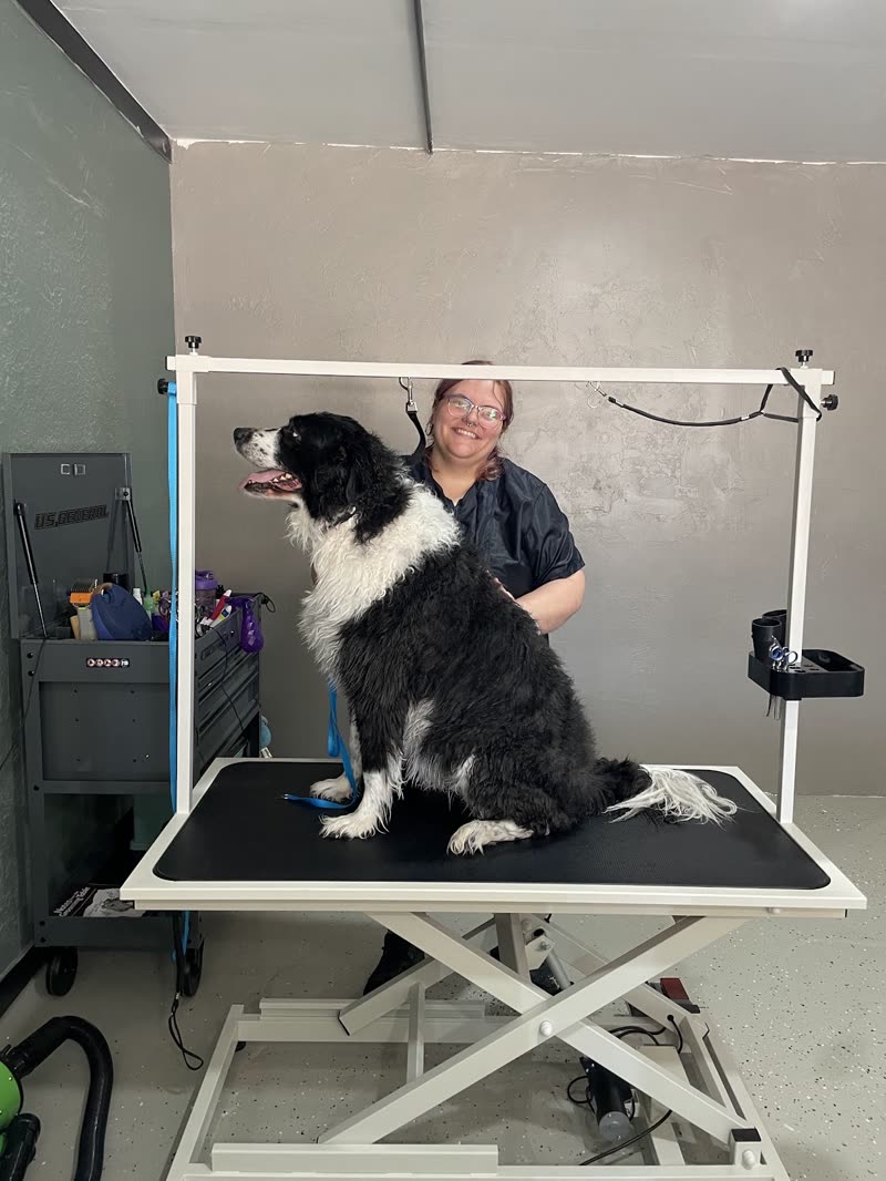 Inside the mobile grooming van: the groomer working behind a collie-type dog on the hydraulic table