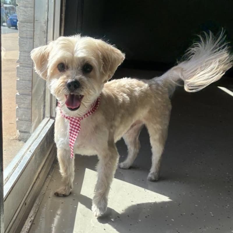 A happy terrier-cross trotting out of the doorway into sunshine, tail up, after a trim