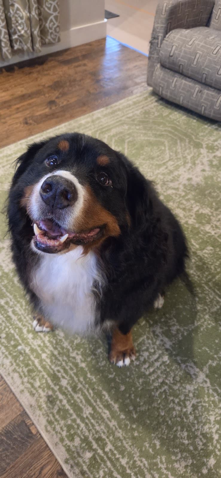 A Bernese mountain dog sitting on a living-room rug, looking up at the camera