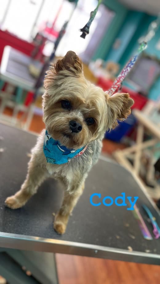 A freshly groomed Yorkshire terrier in a blue bandana with a bow in its topknot, standing on a grooming table