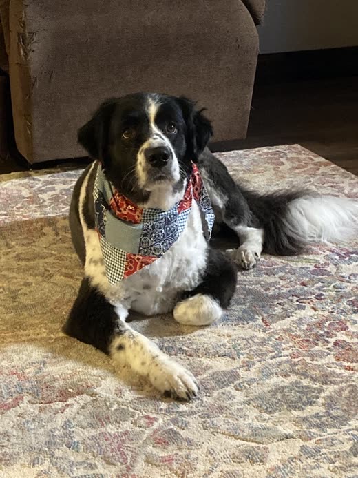 A black and white dog in a bandana lying on a patterned rug after a groom