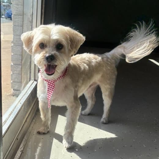 A cream-coloured terrier-cross in a red gingham harness walking out into the sunlight after a trim